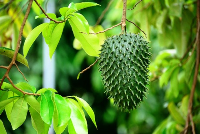 Manfaat Buah Sirsak Untuk Melawan Kanker