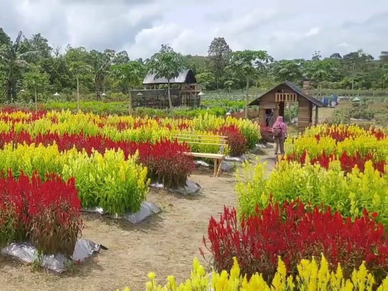 Taman Bunga Wisteria Di Indonesia - Taman Bunga Tercantik Di Dunia - Di